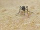 Chikungunya, vaccino in Italia dal 30 ottobre Chikungunya, vaccino in Italia dal 30 ottobre