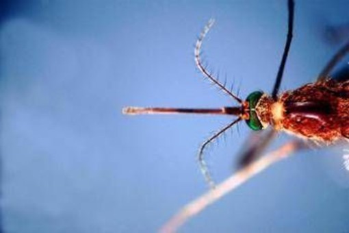 West Nile, infezioni in crescita: 312 casi confermati e 13 decessi da inizio anno West Nile, infezioni in crescita: 312 casi confermati e 13 decessi da inizio anno