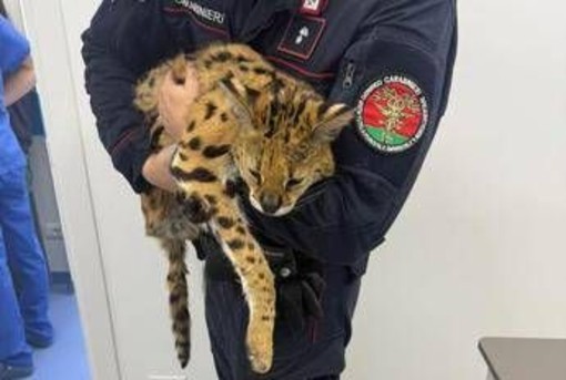 Milano, trovato e catturato un gattopardo africano nel parco di Garbagnate