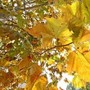 Equinozio di autunno 2026, quando arriva? L'estate ha le ore contate Equinozio di autunno 2026, quando arriva? L'estate ha le ore contate