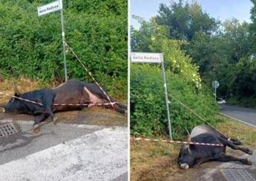Violento incidente sulla via dei Laghi, auto finisce contro un toro. Il sindaco di Nemi: "Sfiorata la tragedia" Violento incidente sulla via dei Laghi, auto finisce contro un toro. Il sindaco di Nemi: "Sfiorata la tragedia"