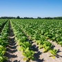 Tabacco, UNITAB Europa “L’Ue valuti l’impatto degli interventi normativi”