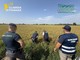 Pavia, maxi frode su riso biologico. Profitti illeciti per 10 milioni dl euro Pavia, maxi frode su riso biologico. Profitti illeciti per 10 milioni dl euro