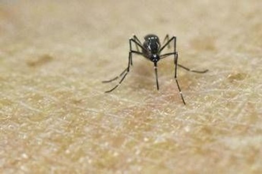 Chikungunya, vaccino in Italia dal 30 ottobre Chikungunya, vaccino in Italia dal 30 ottobre