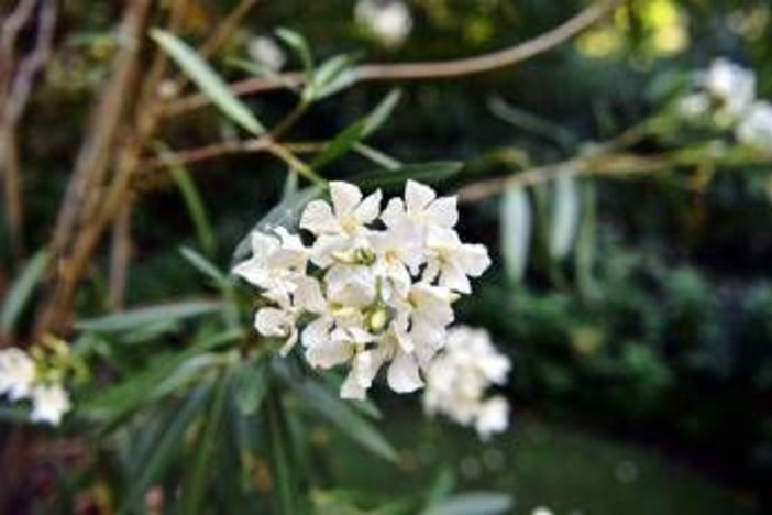 Oleandri, anche il fumo è killer: il caso di 76 bovini morti Oleandri, anche il fumo è killer: il caso di 76 bovini morti