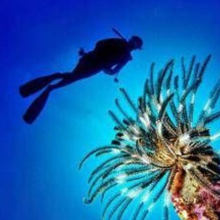 Pesce scorpione su coste italiane: &quot;Pungersi può essere molto doloroso&quot;