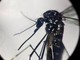 Dengue, in Italia quasi 700 casi in 2024. Torna allarme zanzare, Bassetti: &quot;Momento di agire&quot;