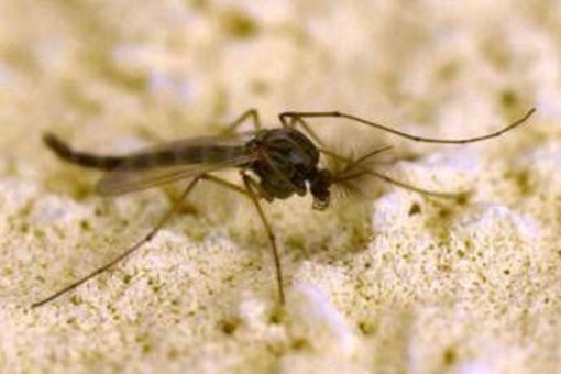 West Nile, Rezza: &quot;In Campania tasso letalità elevato, possibile sottostima dei casi&quot;