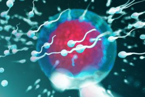 Fertilità, dove vive lui conta: regione di residenza e smog incidono su qualità sperma Fertilità, dove vive lui conta: regione di residenza e smog incidono su qualità sperma