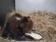 Orsetta marsicana salvata nel Parco nazionale comincia a mangiare da sola - Video