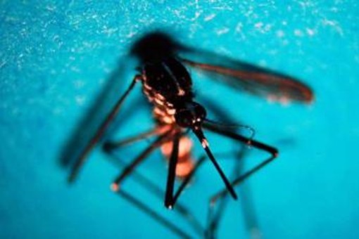 West Nile, primo caso di infezione in Veneto West Nile, primo caso di infezione in Veneto