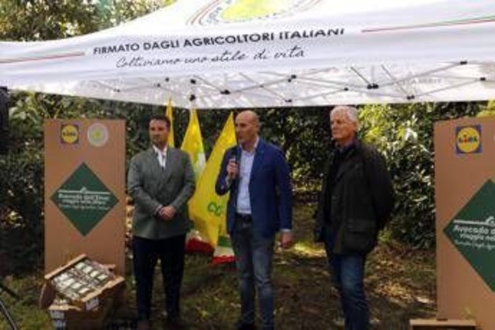 L'avocado siciliano conquista gli store Lidl Italia