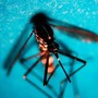 Da inizio anno 718 casi di West Nile in Italia, 49 decessi