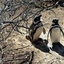 Pinguini sentinelle dell'ambiente in Patagonia, dotati di sensori rilevano inquinanti Pfas
