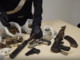 Camorra, blitz contro i “panzarottari”, 26 misure cautelari ad afragola