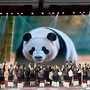Cina: popolazione di panda giganti in cattività quasi raddoppiata in un decennio