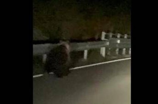 Orso avvistato a Enego, filmato sulla Valgadena: scattano i controlli del Dna