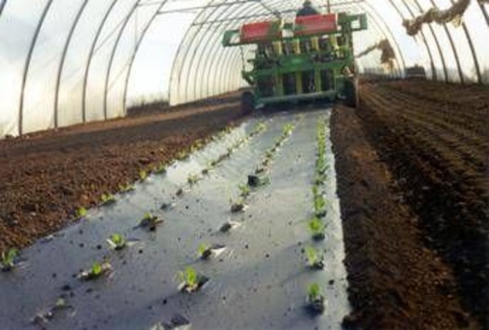 Agricoltura: telo Mater-Bi ammendante inorganico secondo Regolamento Ue Agricoltura: telo Mater-Bi ammendante inorganico secondo Regolamento Ue