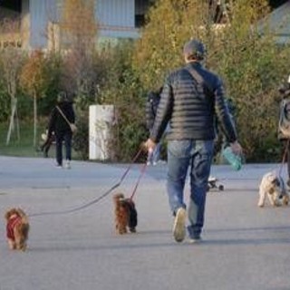 Cani, tumori cerebrali e artrosi: cura innovativa con staminali Cani, tumori cerebrali e artrosi: cura innovativa con staminali