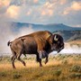 Il bisonte carica e fa volare il turista, l'attacco choc a Yellowstone Il bisonte carica e fa volare il turista, l'attacco choc a Yellowstone