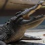 Pistoia, "c'è un coccodrillo nel laghetto": scattate le ricerche Pistoia, "c'è un coccodrillo nel laghetto": scattate le ricerche