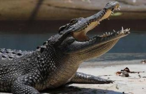 Pistoia, "c'è un coccodrillo nel laghetto": scattate le ricerche Pistoia, "c'è un coccodrillo nel laghetto": scattate le ricerche