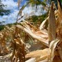 El Niño e l'allarme Ocse: "Al 95% sarà molto intenso, impatto su raccolti e prezzi alimentari"