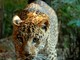 Banca del Fucino entra nella Fondazione Bioparco di Roma