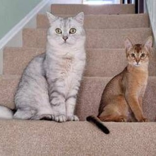 Cancro, la scoperta sui tumori dei gatti: lo studio e le nuove speranze