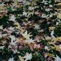 Oggi inizia la nuova stagione, cos'è e quando cade l'equinozio di autunno