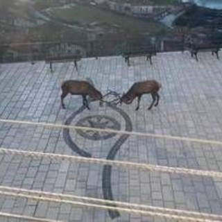 Barrea, cervi combattono in pieno centro: il video diventa virale Barrea, cervi combattono in pieno centro: il video diventa virale