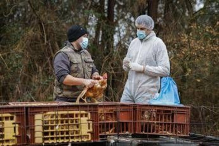 Aviaria, negli Usa primo caso umano al mondo di virus H5N5: morto il paziente infettato
