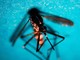 West Nile, caso di encefalite a Napoli. Rezza: "Sorveglianze bloccate, serve soluzione" West Nile, caso di encefalite a Napoli. Rezza: "Sorveglianze bloccate, serve soluzione"