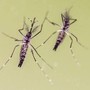 Zanzare e virus, cresce l'attenzione in Italia: 700 casi di West Nile e 312 di Dengue