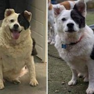 Da 30 a 15 chili in sei mesi, la rinascita di Patch: il cane che ha sconfitto l'obesità Da 30 a 15 chili in sei mesi, la rinascita di Patch: il cane che ha sconfitto l'obesità
