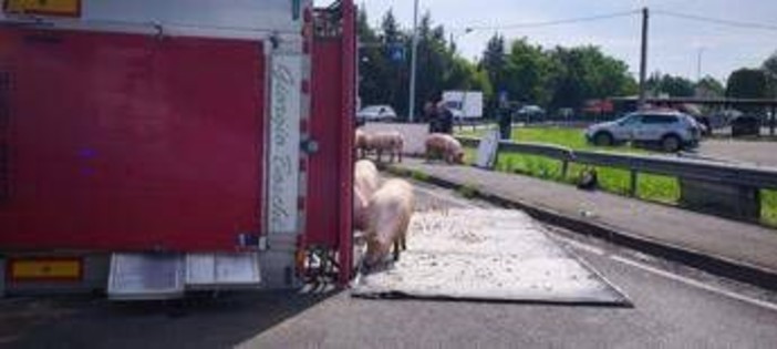Camion si ribalta nel reggiano, maiali in fuga sulla via Emilia Camion si ribalta nel reggiano, maiali in fuga sulla via Emilia