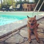Giornata internazionale del cane, i consigli per viaggiare pet-friendly in Italia e all’estero