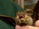 Donna si risveglia con un pipistrello in faccia: "Voleva infilarsi in bocca" Donna si risveglia con un pipistrello in faccia: "Voleva infilarsi in bocca"
