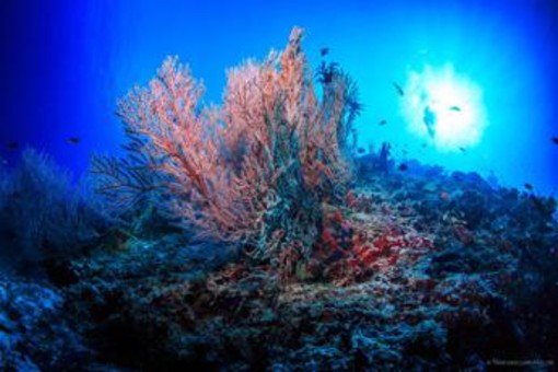 Clima, Wwf: &quot;Ridurre stress su barriere coralline ed emissioni gas serra&quot;