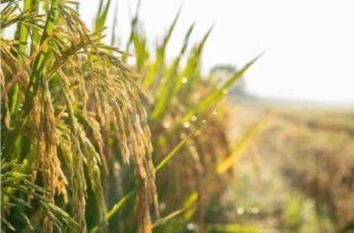 Confagricoltura: "Il futuro della terra passa dalle tecnologie, oggi precision farming al 10%"