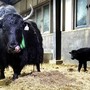 In Cina la prima clonazione di gruppo di 10 yak
