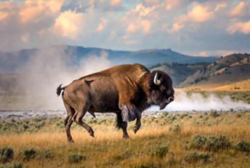 Il bisonte carica e fa volare il turista, l'attacco choc a Yellowstone Il bisonte carica e fa volare il turista, l'attacco choc a Yellowstone