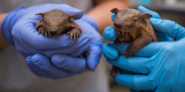 Lebbra, casi in aumento in Florida e l'armadillo torna sotto i riflettori