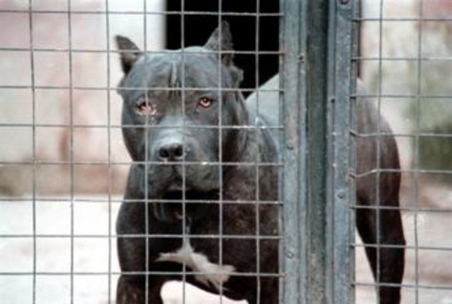 Bimbo ucciso dai pitbull, veterinario: &quot;Non ci sono cani killer ma cattiva gestione sì&quot;