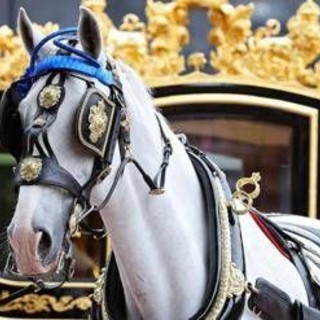 In pensione Tyrone, il cavallo più amato dalla regina Elisabetta