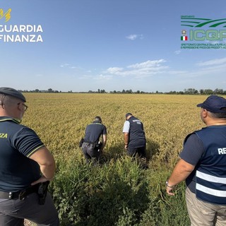 Pavia, maxi frode su riso biologico. Profitti illeciti per 10 milioni dl euro