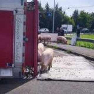 Camion si ribalta nel reggiano, maiali in fuga sulla via Emilia