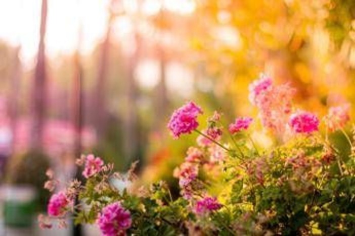 Una nonna cura un giardino per 20 anni, ma il Comune vuole smantellarlo Una nonna cura un giardino per 20 anni, ma il Comune vuole smantellarlo