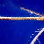 West Nile, nel Lazio decima vittima e 17 nuovi casi