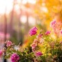 Una nonna cura un giardino per 20 anni, ma il Comune vuole smantellarlo